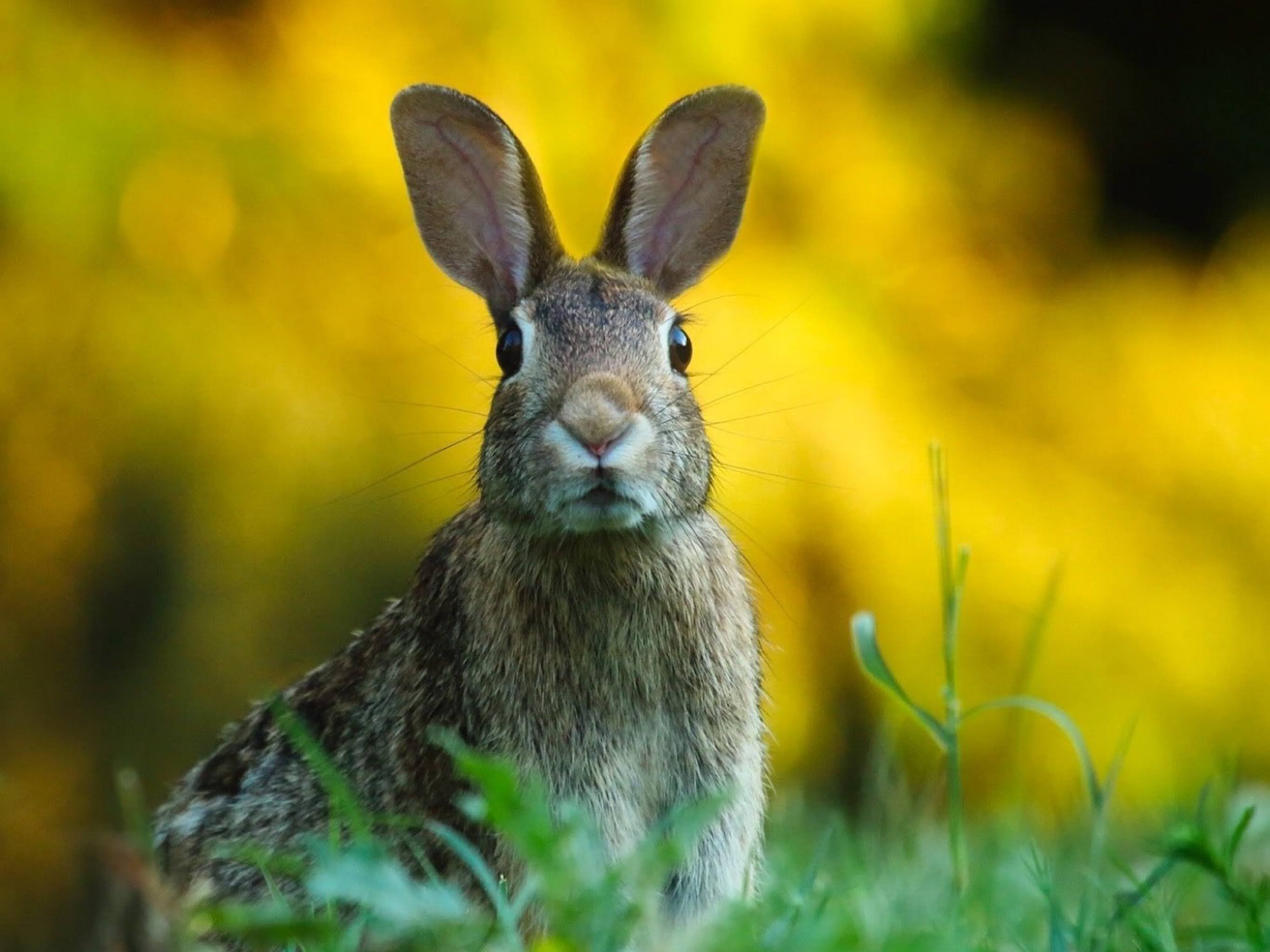 Spring rabbit sitting in a green field, the background are blurred yellow flowers